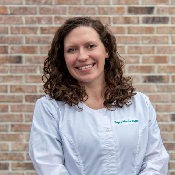 Top-rated greenville nc dentist dr. Harris providing expert dental care